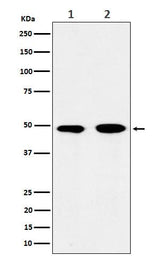 Anti-eIF3e Rabbit Monoclonal Antibody Boster Bio