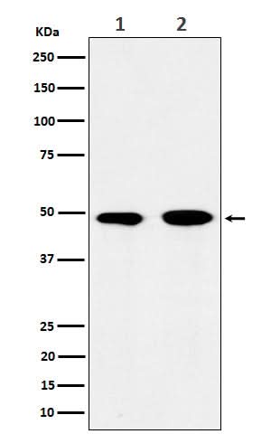 Anti-eIF3e Rabbit Monoclonal Antibody Boster Bio