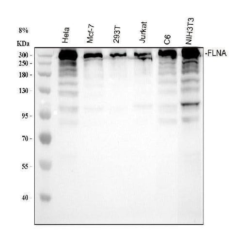 Anti-Filamin A FLNA Rabbit Monoclonal Antibody Boster Bio