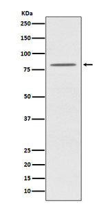 Anti-OPA1 Monoclonal Antibody Boster Bio