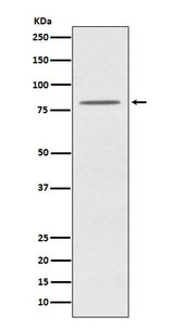 Anti-OPA1 Monoclonal Antibody Boster Bio