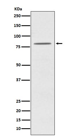 Anti-OPA1 Monoclonal Antibody Boster Bio