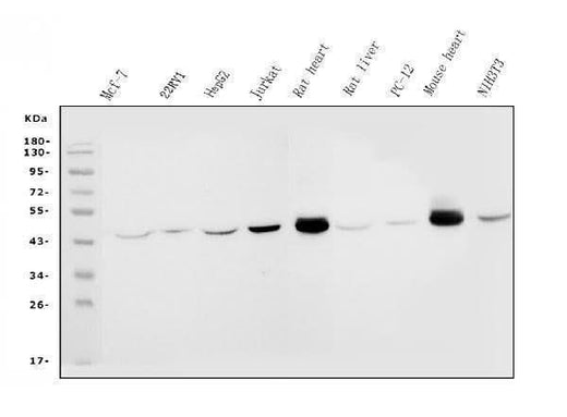 Anti-IDH2 Antibody Picoband® (monoclonal, 2H4 Boster Bio