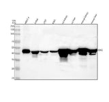 Anti-IDH2 Monoclonal Antibody Boster Bio