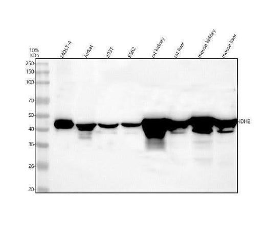 Anti-IDH2 Monoclonal Antibody Boster Bio