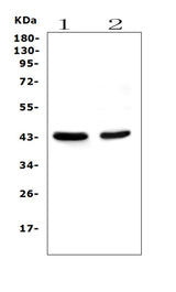 Anti-PON1 Antibody Picoband® (monoclonal, 6B1 Boster Bio