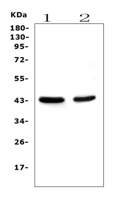 Anti-PON1 Antibody Picoband® (monoclonal, 6B1 Boster Bio