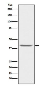 Anti-PON1 Monoclonal Antibody Boster Bio