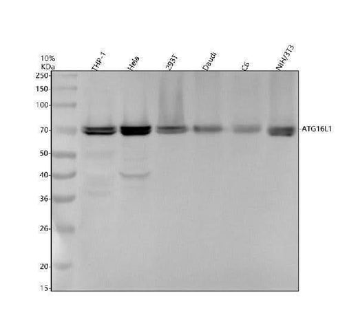Anti-Atg16L1/Atg16 Rabbit Monoclonal Antibody Boster Bio