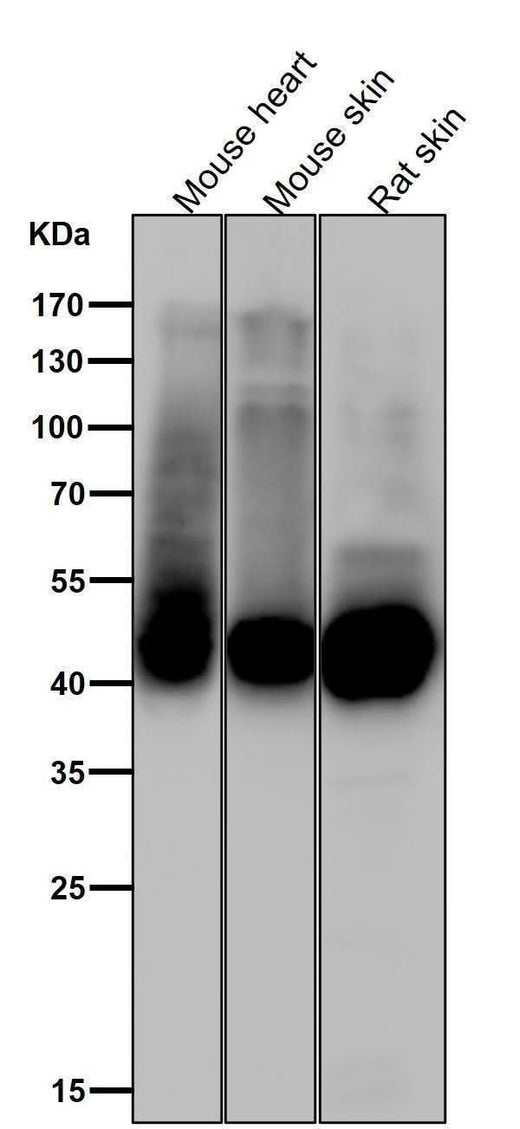Anti-Phospho-GLUT4 (S488) Rabbit Monoclonal Antibody Boster Bio