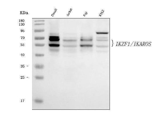 Anti-Ikaros/IKZF1 Antibody Picoband® (monoclonal, 5F12H7 Boster Bio