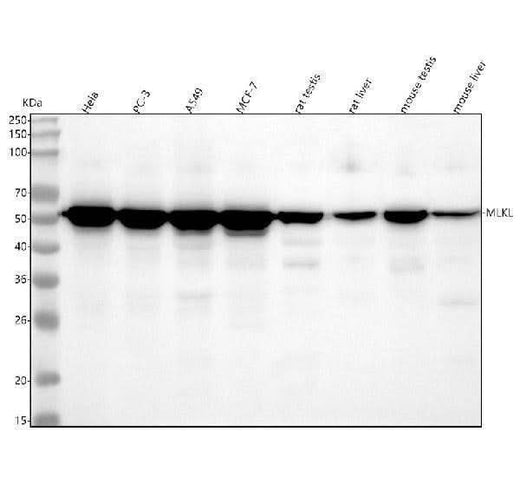 Anti-MLKL Rabbit Monoclonal Antibody Boster Bio