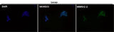 Anti-Androgen Receptor AR Rabbit Monoclonal Antibody Boster Bio
