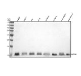 Anti-NEDD8 Rabbit Monoclonal Antibody Boster Bio