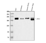 Anti-AREB6/ZEB1 Antibody Picoband® (monoclonal, 8B12D7 Boster Bio