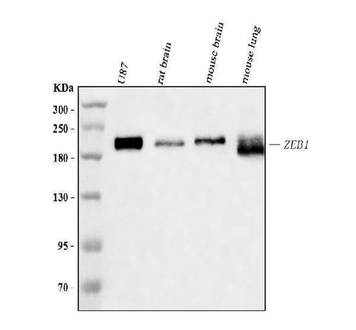 Anti-AREB6/ZEB1 Antibody Picoband® (monoclonal, 8B12D7 Boster Bio