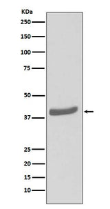 Anti-CDK7 Rabbit Monoclonal Antibody Boster Bio