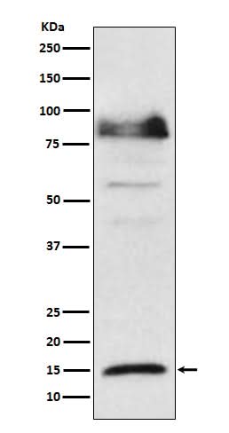 Anti-ISG15 Monoclonal Antibody Boster Bio