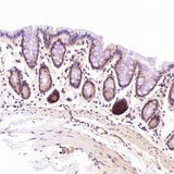 Anti-CD45 PTPRC Rabbit Monoclonal Antibody Boster Bio