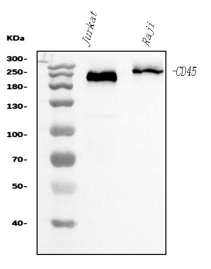 Anti-CD45 Antibody Picoband® (monoclonal, 2H3 Boster Bio