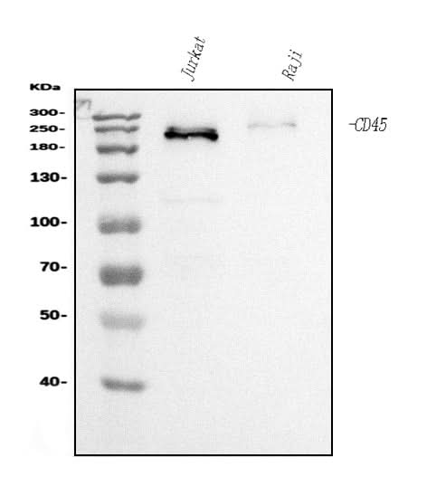 Anti-CD45 Antibody Picoband® (monoclonal, 3H6 Boster Bio