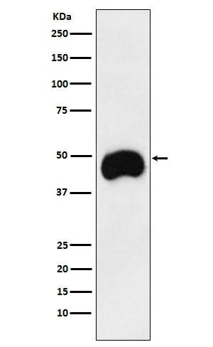 Anti-CD2 Monoclonal Antibody Boster Bio