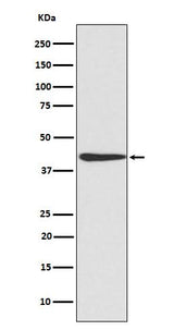 Anti-CREB CREB1 Rabbit Monoclonal Antibody Boster Bio
