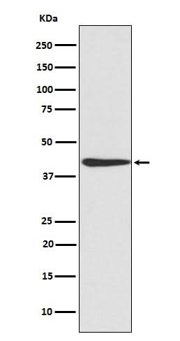 Anti-CREB CREB1 Rabbit Monoclonal Antibody Boster Bio