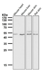 Anti-IRF1 Rabbit Monoclonal Antibody Boster Bio