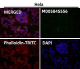 Anti-Phospho-ULK1 (S556) Rabbit Monoclonal Antibody Boster Bio