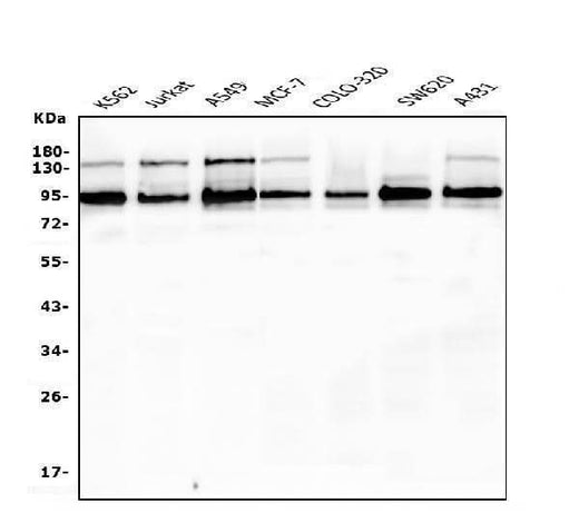 Anti-EWSR1 Antibody Picoband® (monoclonal, 4B4 Boster Bio