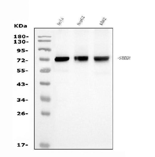 Anti-SAMHD1 Antibody Picoband® (monoclonal, 3B9 Boster Bio