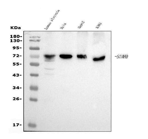 Anti-SAMHD1 Antibody Picoband® (monoclonal, 10H8 Boster Bio