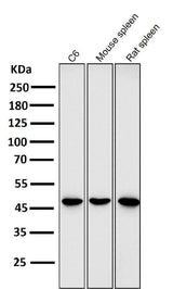 Anti-GATA3 Rabbit Monoclonal Antibody Boster Bio