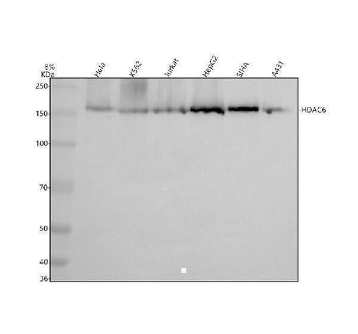 Anti-HDAC6/Histone Deacetylase 6 Rabbit Monoclonal Antibody Boster Bio