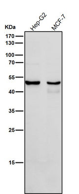 Anti-Cytochrome P450 1A2 CYP1A2 Monoclonal Antibody Boster Bio