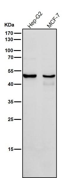 Anti-Cytochrome P450 1A2 CYP1A2 Monoclonal Antibody Boster Bio