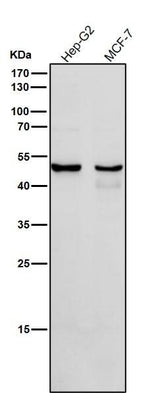 Anti-Cytochrome P450 1A2 CYP1A2 Monoclonal Antibody Boster Bio