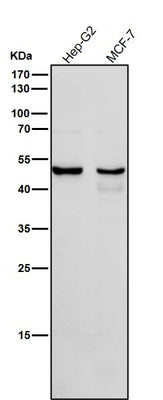 Anti-Cytochrome P450 1A2 CYP1A2 Monoclonal Antibody Boster Bio