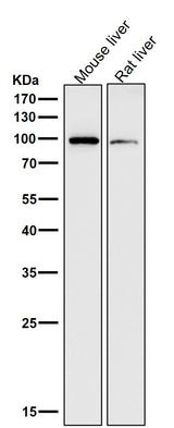 Anti-ADAM17/Tace Rabbit Monoclonal Antibody Boster Bio