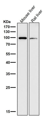 Anti-ADAM17/Tace Rabbit Monoclonal Antibody Boster Bio