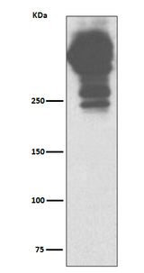 Anti-MUC5AC/Mucin 5Ac Rabbit Monoclonal Antibody Boster Bio