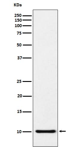 Anti-RANTES CCL5 Monoclonal Antibody Boster Bio