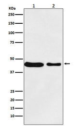 Anti-MC4 Receptor Rabbit Monoclonal Antibody Boster Bio