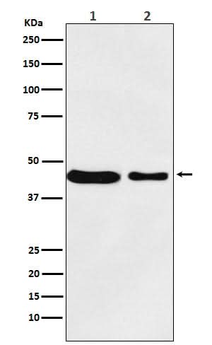 Anti-MC4 Receptor Rabbit Monoclonal Antibody Boster Bio