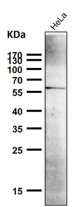 Anti-NUR77 NR4A1 Rabbit Monoclonal Antibody Boster Bio