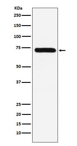 Anti-Factor X Rabbit Monoclonal Antibody Boster Bio