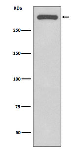 Anti-DNA-PKcs PRKDC Rabbit Monoclonal Antibody Boster Bio