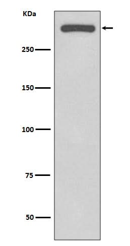 Anti-DNA-PKcs PRKDC Rabbit Monoclonal Antibody Boster Bio