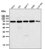 Anti-TRF2 Monoclonal Antibody Boster Bio
